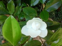 Magnolia Blossum