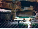 photo037-Jackson Zoo